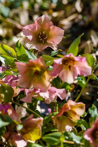 Bahar Bahçesinde Hellebore Abhazian Sıralama Braun — Stok fotoğraf