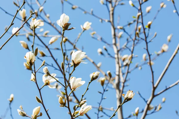 Magnolia Fleurs Blanches Dans Jardin Début Printemps — Photo