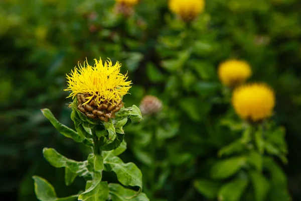 Fiore Giallo Bighead Knapweed Centaurea Macrocephala Giardino Perenne — Foto Stock