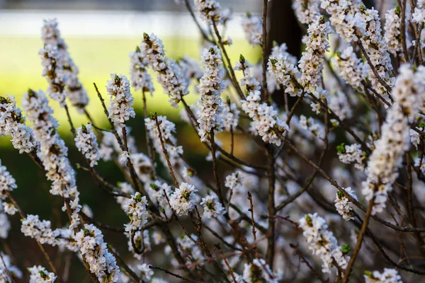 白ダフネ メゼレウムの花の枝 — ストック写真