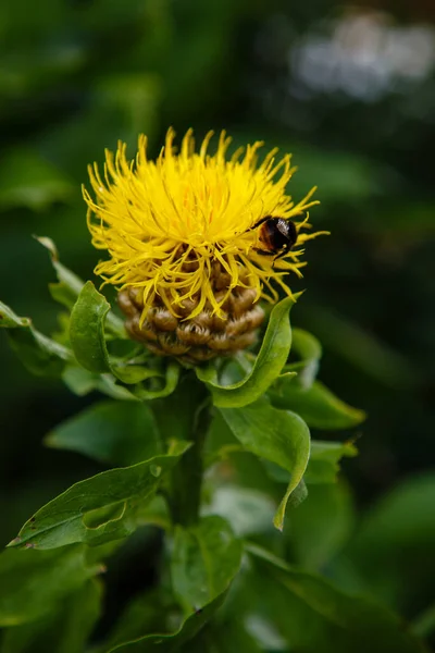 大角藻 Centaurea Macrohead 黄花上的蜜蜂 — 图库照片