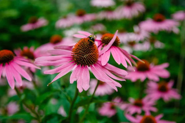 Růžový Allium Sphaerocephalon Zahradě Včela Kytce — Stock fotografie