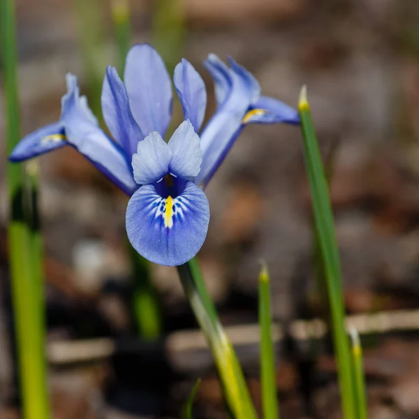 Blühende Blaue Iridodictyum Blume — Stockfoto