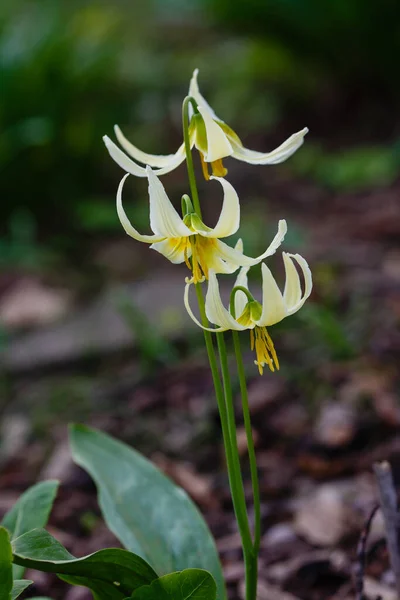 Eritrónium Fehér Virágai Tavaszi Kertben Örökzöld Hagymafélék Lily Család Nemzetsége — Stock Fotó