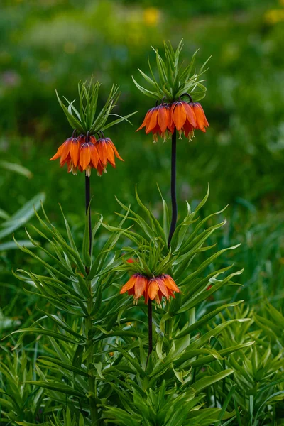 Корона Империи Fritillaria Imperialis Саду Апельсиновые Цветы Fritillaria Imperial Род — стоковое фото