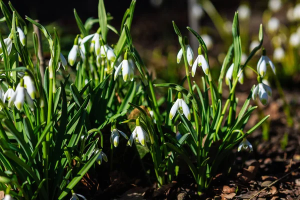 春の庭で美しい降雪 自然の中でかなり白い花の雪滴 Galanthus — ストック写真