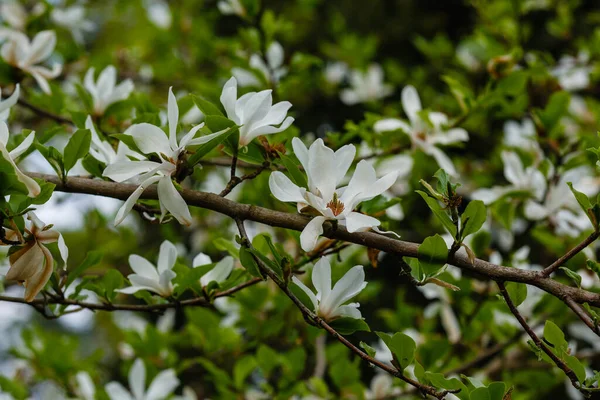 Baharın Başında Bahçede Manolya Beyaz Çiçekleri — Stok fotoğraf