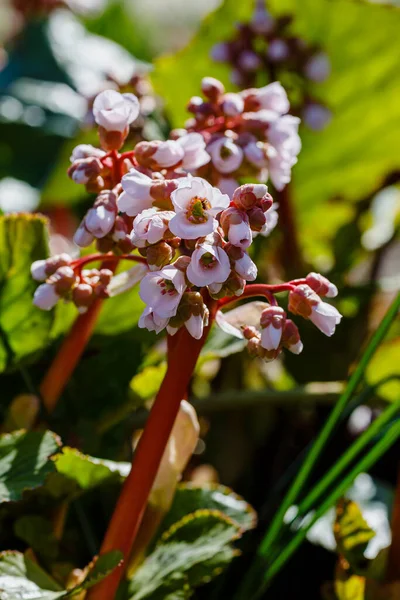 Bergenia Virága Tavaszi Kertben — Stock Fotó