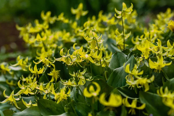 Flores Amarillas Eritronio Jardín Primavera Planta Bulbosa Herbácea Perenne Género — Foto de Stock