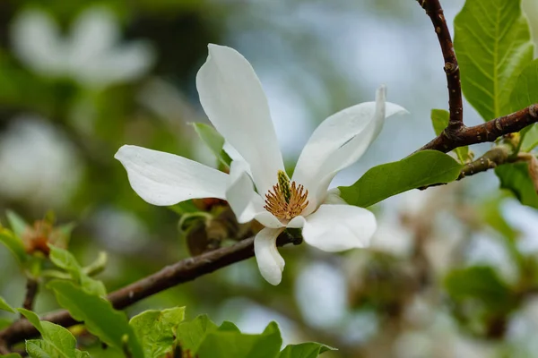 Magnolia White Flowers Garden Early Spring — Stock Photo, Image