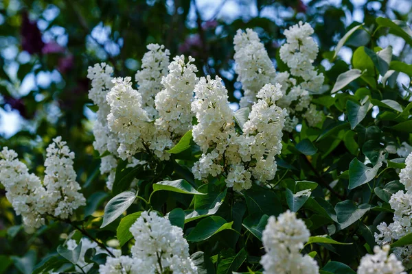 Цветущая Ветвь Белого Сирени Весеннем Саду — стоковое фото