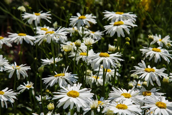 Garden Daisies Leucanthemum Superbum Natural Background Flowering Daisies — Stock Photo, Image