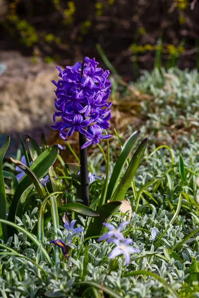 Jacinthe Violet Fleurit Dans Jardin Printanier Sur Beau Fond Printanier — Photo