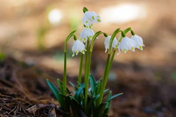 Leucojum Vernumは春の白い花で 降雪のように見える早咲きの植物です Leucojum Vernumは多年生の球根植物です ガランサス ヴェルナ ニヴァラ ヴェルナ エリノスマ — ストック写真