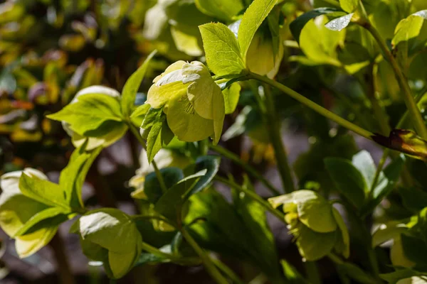 Bellissimo Elleboro Verde Fresco Helleborus Odorus Nel Giardino Primaverile — Foto Stock