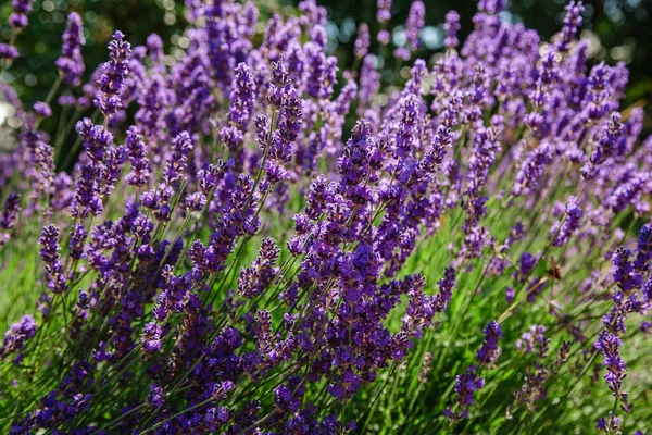 Flores Azuis Lavandula Fundo Natural Bela Vista Verão Com Flores — Fotografia de Stock