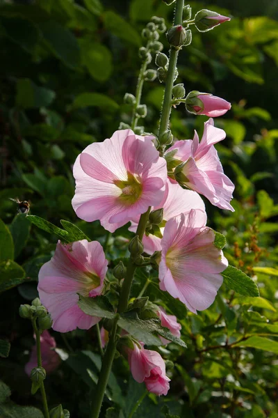 Krásné Růžové Květy Malva Moschata Musk Mallow Nebo Musk Mallow — Stock fotografie