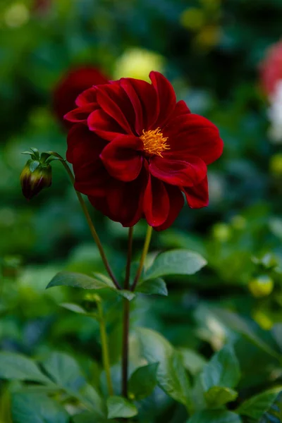 Květina Ročních Dahlias Zahradě — Stock fotografie