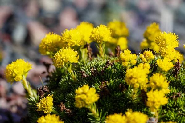 Gele Saxifraga Bloemen Rotsen — Stockfoto