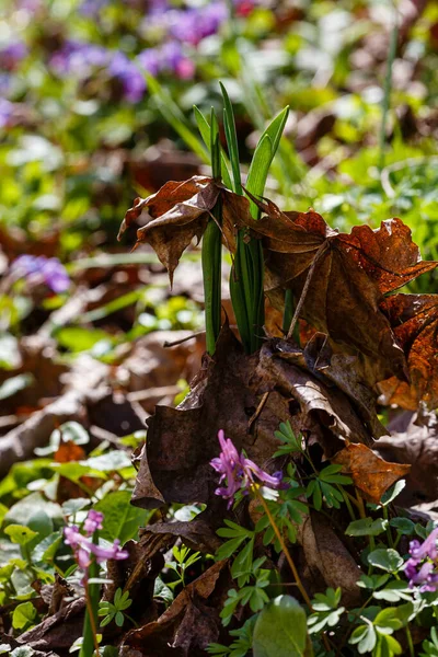 Menos Gagea Gagea Minima Flores Florescendo Primavera Floresta — Fotografia de Stock