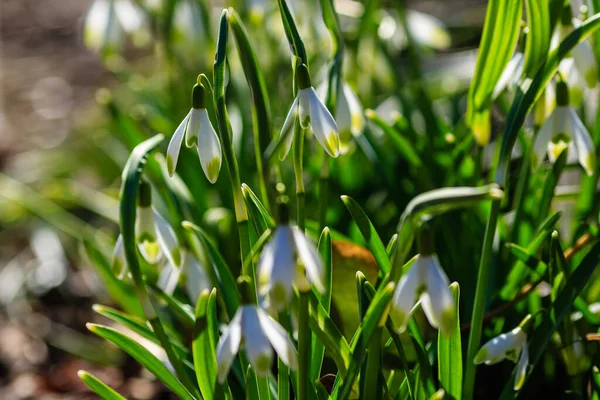 春の庭で美しい降雪 自然の中でかなり白い花の雪滴 Galanthus — ストック写真