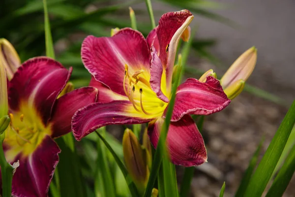 Piękne Kwiaty Lilii Dziennej Ogrodzie Lecie Wieloletnie Lilie Jednoroczne Hemerocallis — Zdjęcie stockowe