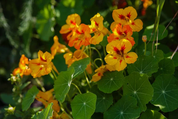 Orange Yellow Nasturtium Flowers Tropaeolum Majus Garden — Stock Photo, Image