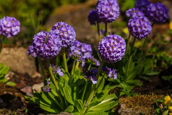 Primula Denticulata Drumstick Primula Lila Trädgård Blommor Naturlig Bakgrund — Stockfoto