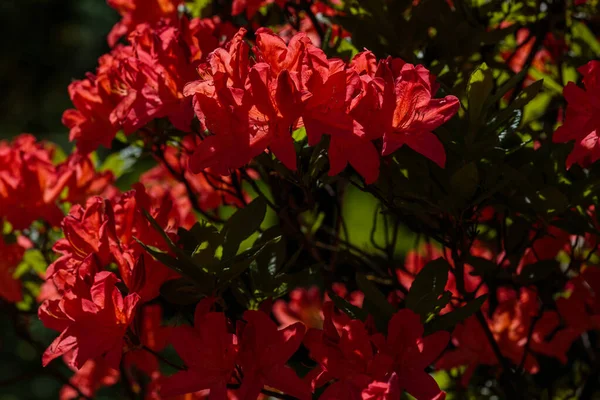 Bahar Bahçesinde Çiçek Açan Rhododendron Doğal Bir Arkaplanda Tomurcuklar Rhododendronların — Stok fotoğraf