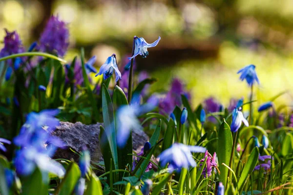 Scilla Siberica Jardim Primavera — Fotografia de Stock