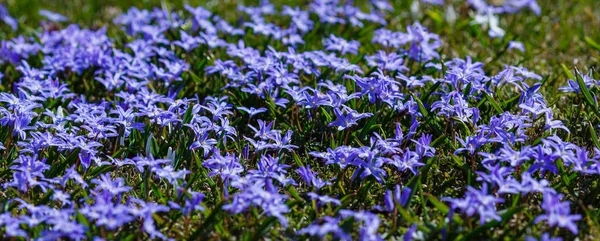 Flores Azules Primavera Flor Chionodoxa Luciliae Jardín Chionodoxa Perenne Temprano — Foto de Stock