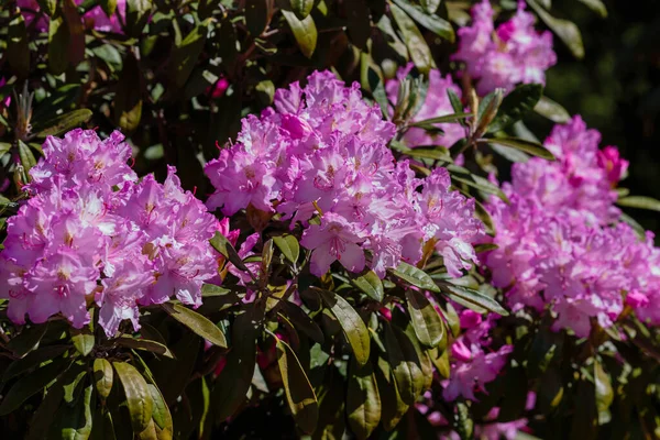 Rododendron Dauricum Wiosną — Zdjęcie stockowe