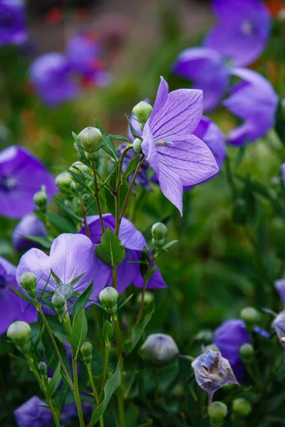 Platycodon Grandiflorus Або Повітряні Квіти Platycodon Grandiflorus Фіолетові Блакитні Квіти — стокове фото