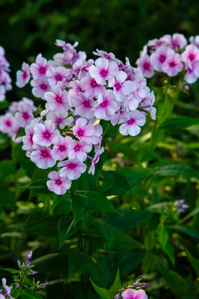 Beautiful Flowers Phlox Paniculata Flowering Branches Phlox Garden — Stock Photo, Image