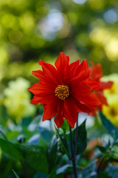 Květina Ročních Dahlias Zahradě — Stock fotografie