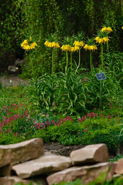 Fritillaria Imperialis Que Crece Jardín Crown Imperial Una Especie Planta — Foto de Stock