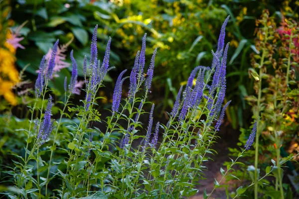 Kvetoucí Veronica Spicata Nebo Dlouholistý Speedwell Zahradě Modré Květy Veronica — Stock fotografie
