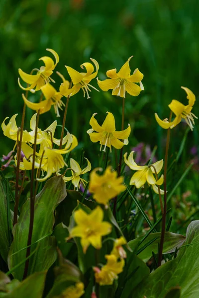 Eritrónium Sárga Virágai Tavaszi Kertben Örökzöld Hagymafélék Lily Család Nemzetsége — Stock Fotó