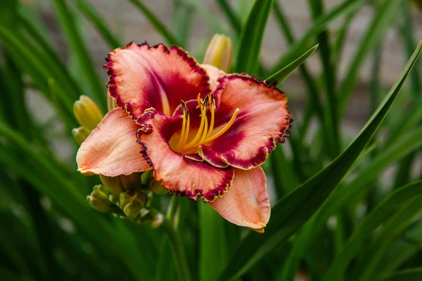 Piękny Kwiat Lilii Ogrodzie Latem Wieloletnie Rośliny Lilii Dziennej Hemerocallis — Zdjęcie stockowe