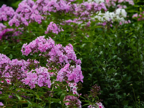 Gyönyörű Virága Phlox Paniculata — Stock Fotó