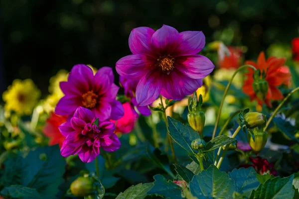 Květiny Ročních Dahlias Zahradě — Stock fotografie