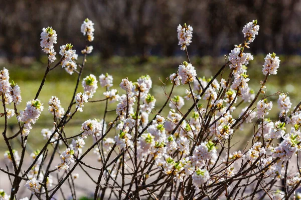 Zweige Der Weißen Daphne Mezereum Blüten — Stockfoto