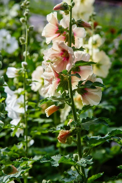 Beautiful White Flowers Malva Moschata Musk Mallow Musk Mallow Summer — Stock Photo, Image