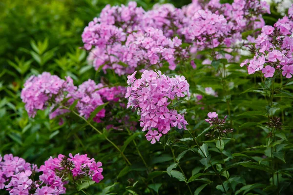 Hermosa Flor Phlox Paniculata —  Fotos de Stock