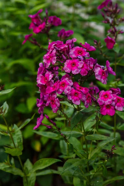 Beautiful Flowers Phlox Paniculata Flowering Branches Phlox Garden — Stock Photo, Image