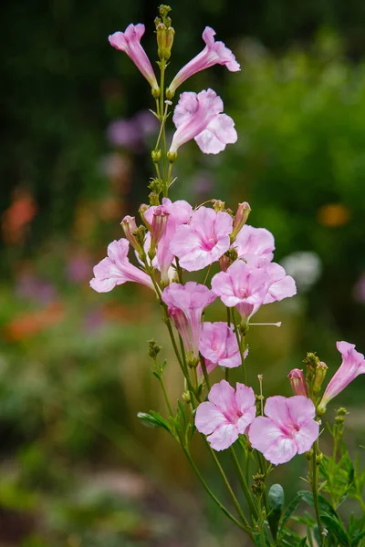 金银花在花园里重新凝成糊状 草本植物 Incarvillea 是Bignoniaceae科的一员 — 图库照片