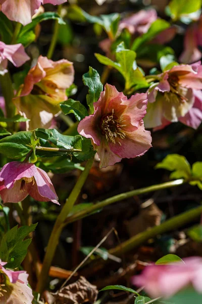 Hellebore Abkhaze Sorte Braun Dans Jardin Printemps — Photo