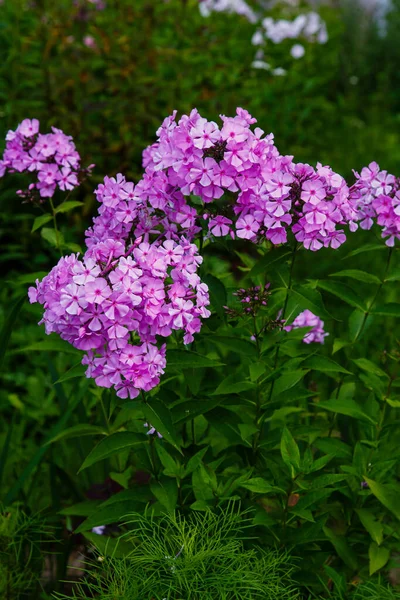 Красивый Цветок Phlox Paniculata — стоковое фото