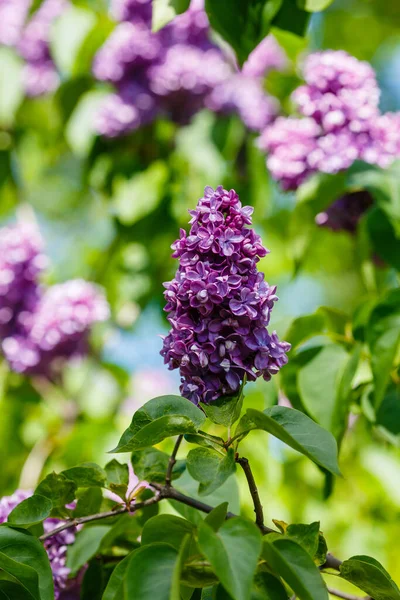 Bahar bahçesinde çiçek açan leylak (şırınga vulgaris). Doğal arka planda mor leylak.