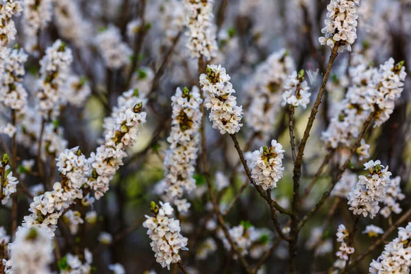 白ダフネ メゼレウムの花の枝 — ストック写真